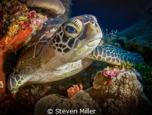Betty Davis Eyes. by Steven Miller 